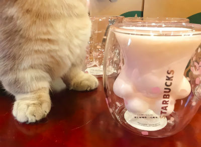 为「它」大打出手!猫爪杯为何让人疯狂又上瘾? 配图3