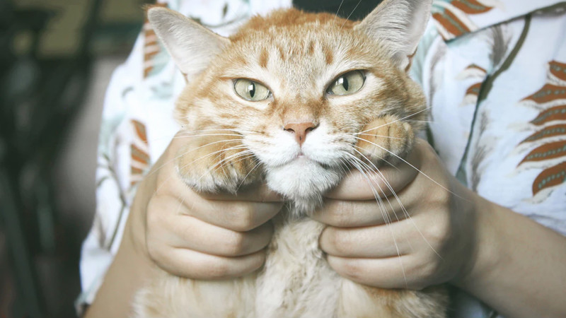 从猫爪杯到噬元兽,“猫营销”为何如此火爆? 配图1