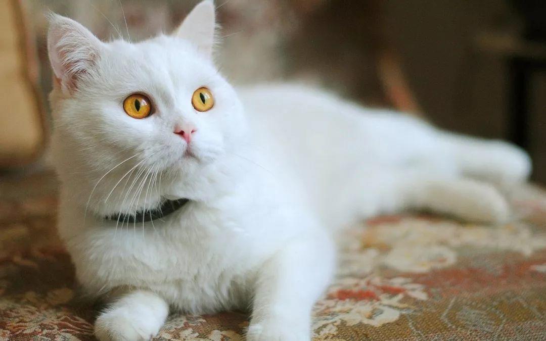从猫爪杯到噬元兽,谈谈猫咪营销