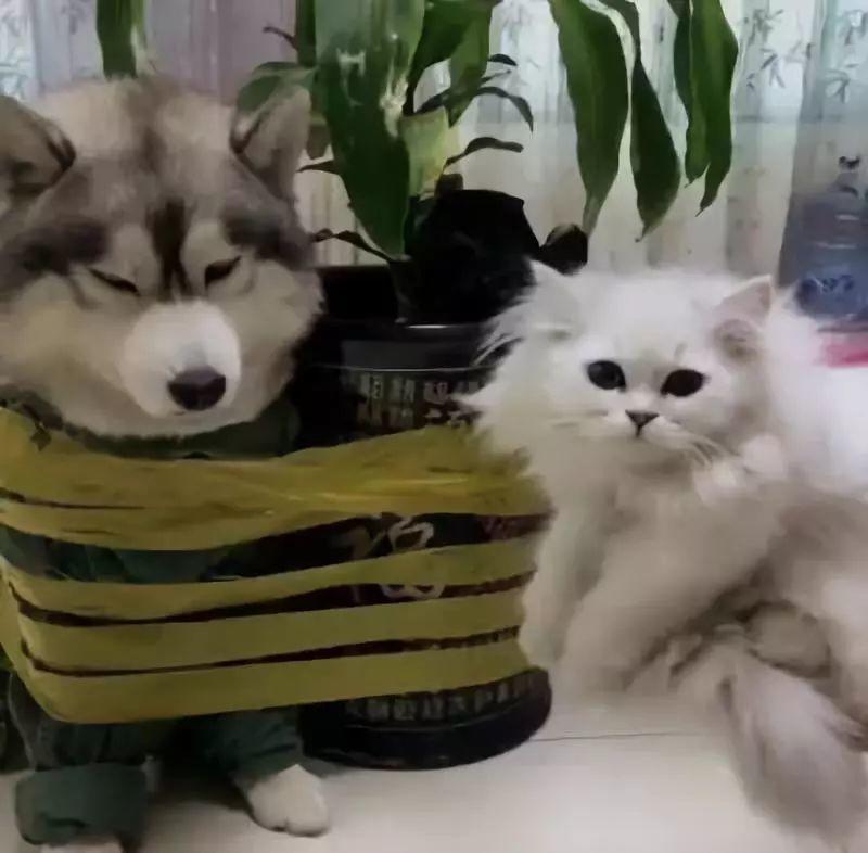 从猫爪杯到噬元兽,谈谈猫咪营销