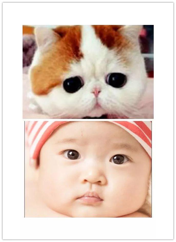 从猫爪杯到噬元兽,谈谈猫咪营销